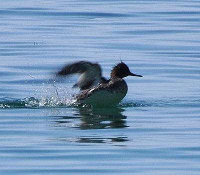Benutzer&uuml;bermitteltes Bild