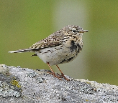 Benutzer&uuml;bermitteltes Bild