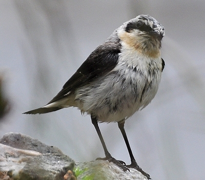 Benutzer&uuml;bermitteltes Bild