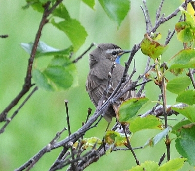 Benutzer&uuml;bermitteltes Bild