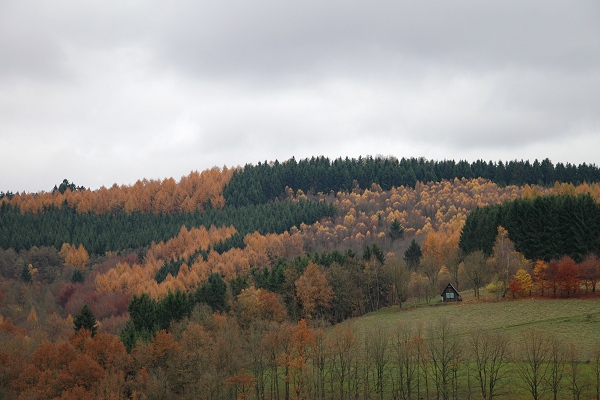 Heidenfeld