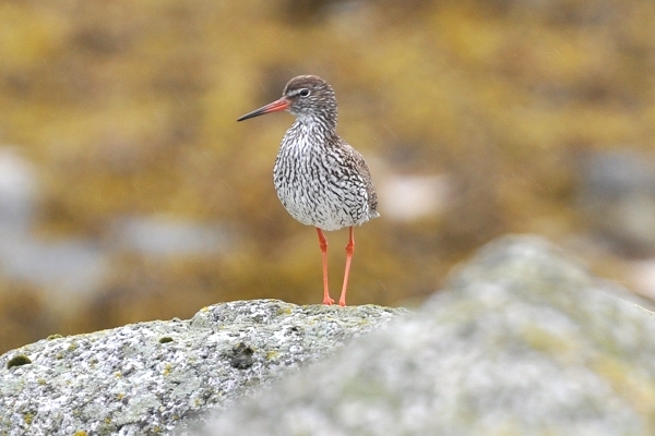 Rotschenkel