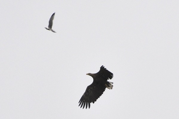 Seeadler