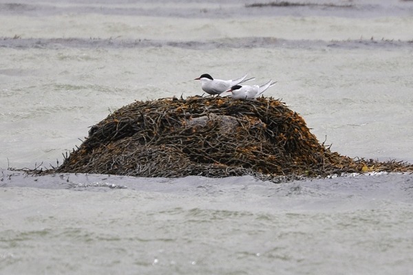 Kuestenseeschwalbe