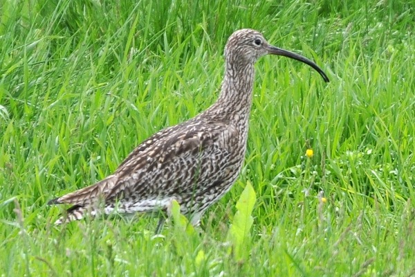 Brachvogel