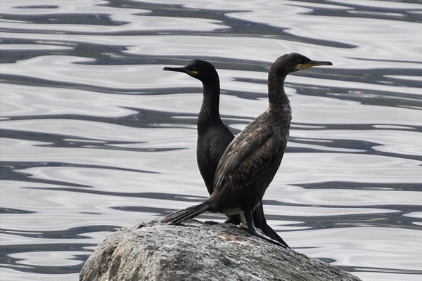 Kormoran
