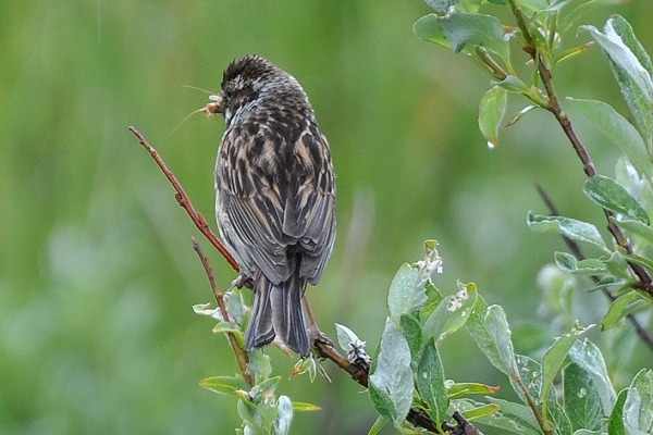 Graugaense