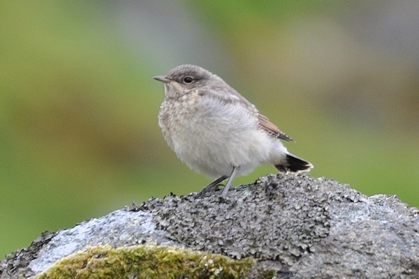 Baumpieper Jungfaehre