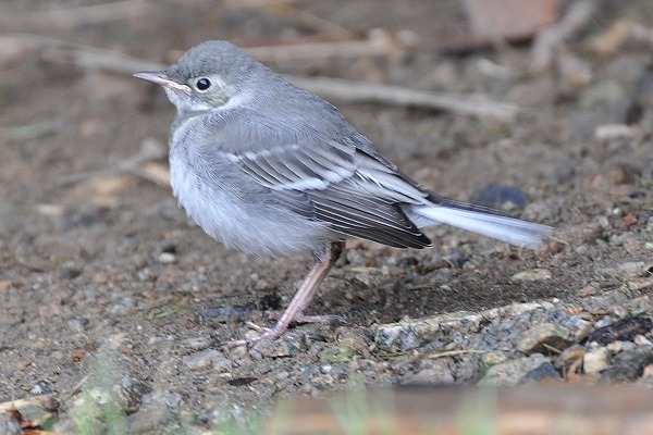Pieperjungvogel