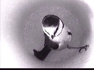 Benutzerübermitteltes Bild