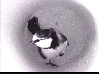 Benutzerübermitteltes Bild