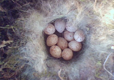 Benutzerübermitteltes Bild