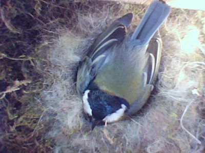 Benutzerübermitteltes Bild