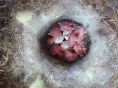 Benutzerübermitteltes Bild