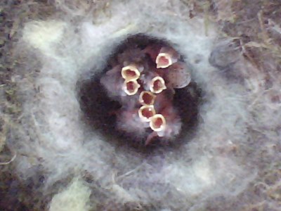 Benutzerübermitteltes Bild