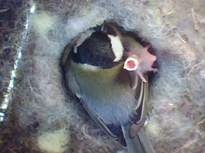 Benutzerübermitteltes Bild