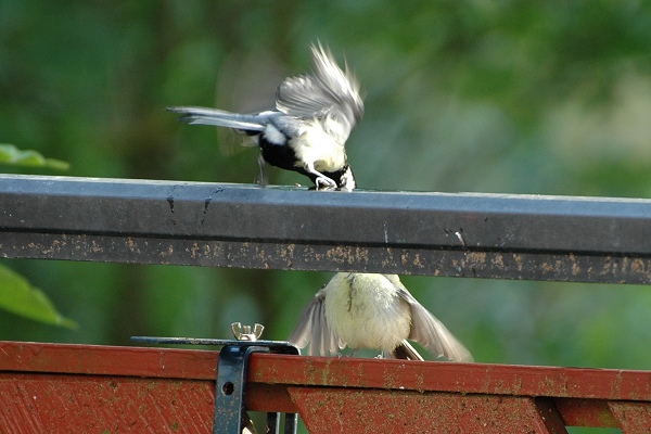 Benutzerübermitteltes Bild