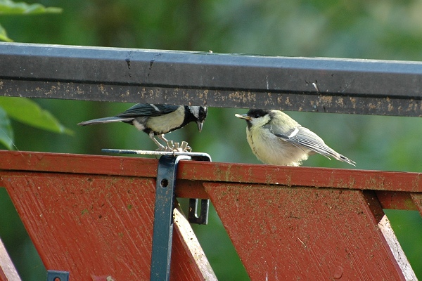 Benutzerübermitteltes Bild