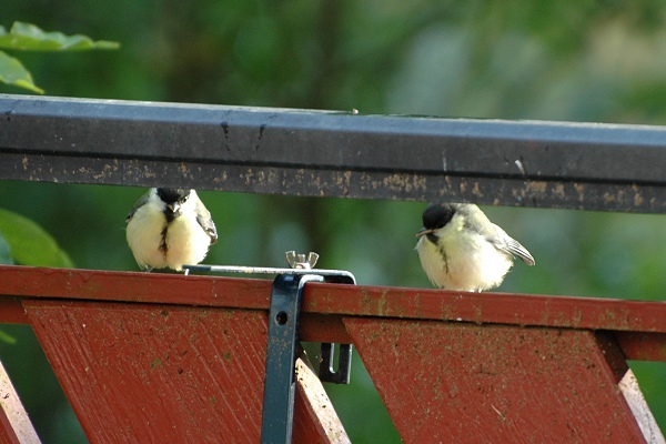 Benutzerübermitteltes Bild