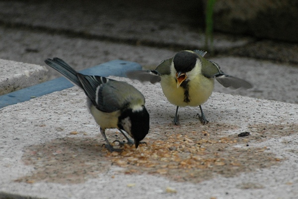 Benutzerübermitteltes Bild