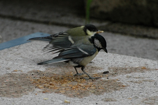 Benutzerübermitteltes Bild