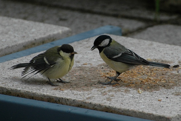 Benutzerübermitteltes Bild
